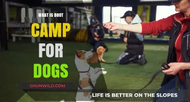 Understanding Dog Boot Camp: Intensive Training for Canine Behavior Transformation