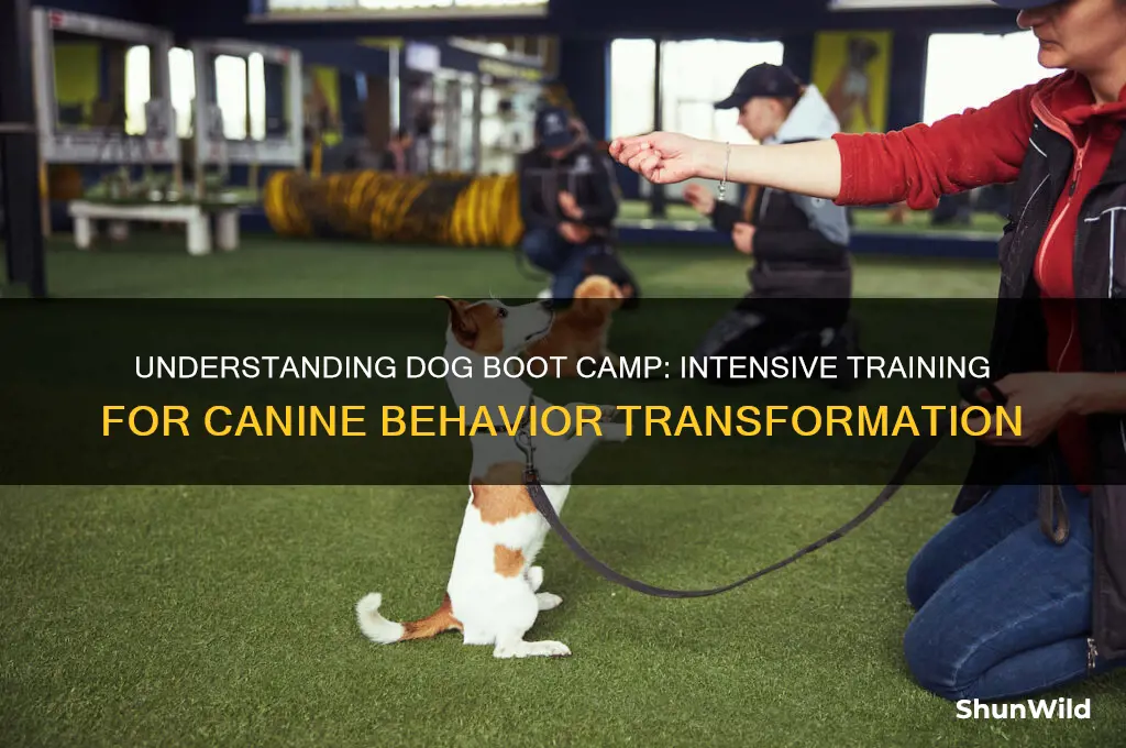 what is boot camp for dogs