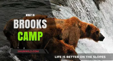 Discovering Brooks Camp: Alaska's Premier Bear Viewing Destination