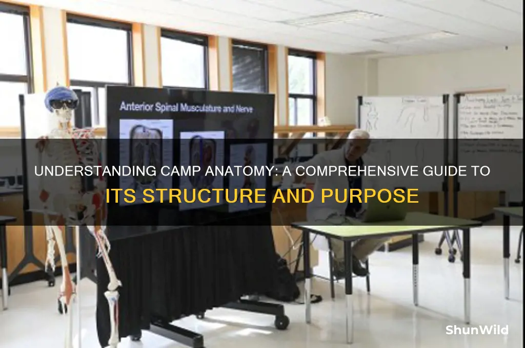 what is camp anatomy