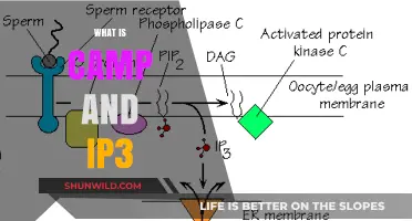 Understanding Camp and IP3: Roles, Functions, and Cellular Signaling Insights