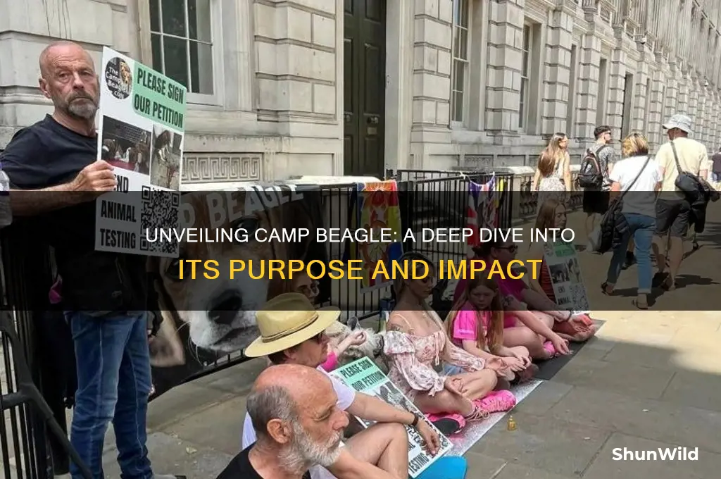 what is camp beagle