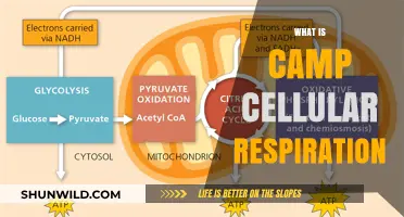 Understanding Camp Cellular Respiration: A Comprehensive Guide to Energy Production