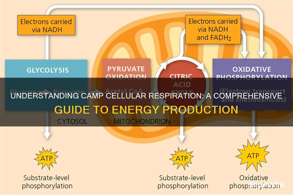 what is camp cellular respiration