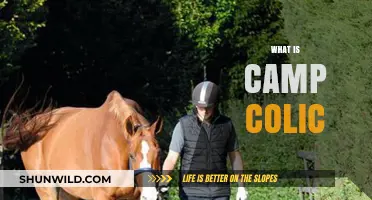 Understanding Camp Colic: Causes, Symptoms, and Effective Prevention Strategies