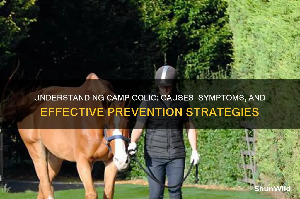 what is camp colic