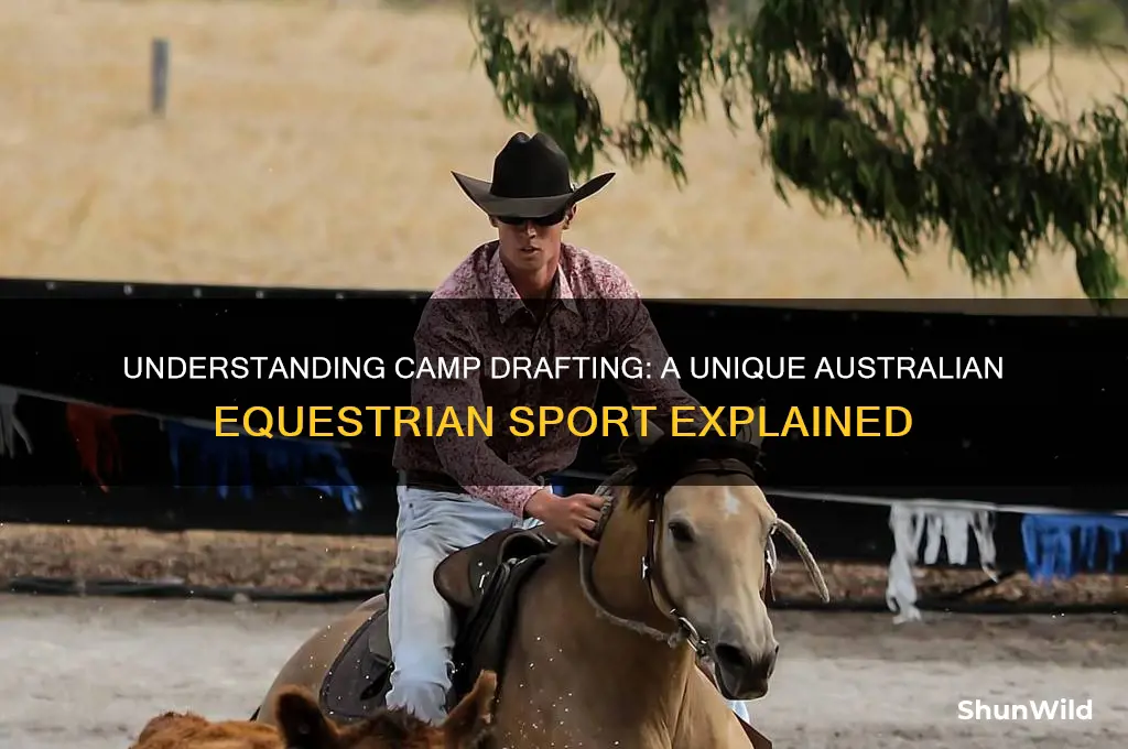 what is camp drafting