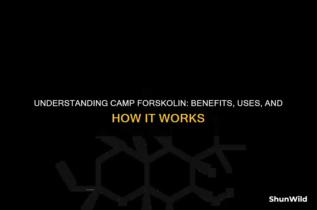 what is camp forskolin