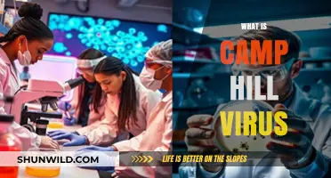Understanding the Camp Hill Virus: Symptoms, Transmission, and Prevention Tips