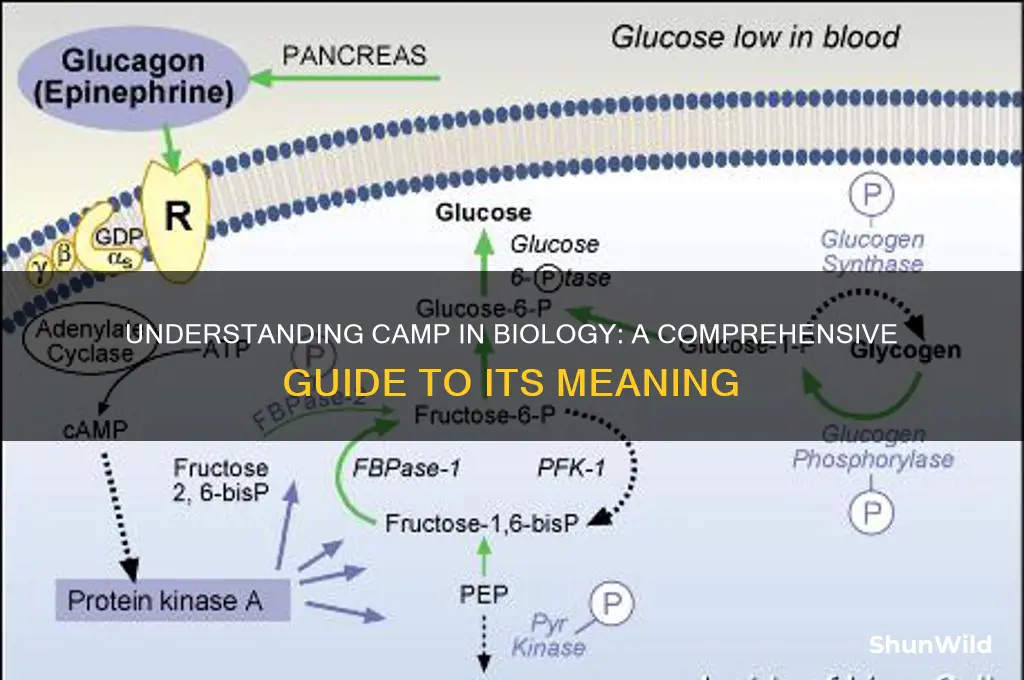 what is camp in bio