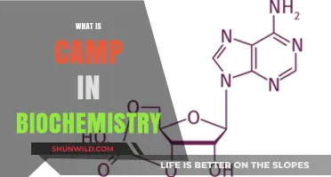 Understanding Camp: Its Role and Significance in Biochemistry Explained