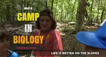 Understanding Camp in Biology: Definition, Role, and Ecological Significance