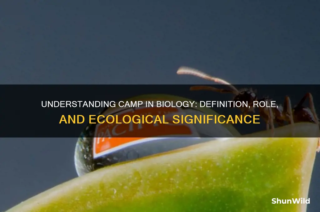 what is camp in biology