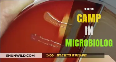 Understanding Camp in Microbiology: Definition, Role, and Significance Explained