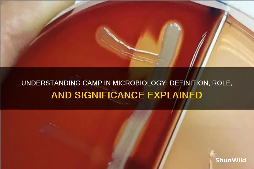 what is camp in microbiology