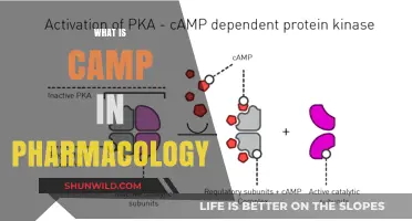 Understanding Camp: Its Role and Significance in Pharmacology Explained