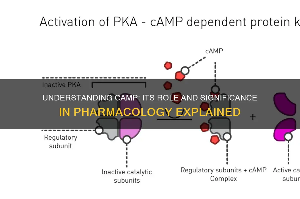 what is camp in pharmacology