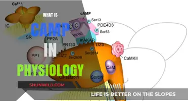 Understanding Camp: Its Role and Significance in Human Physiology