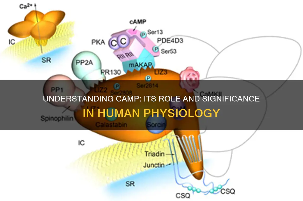 what is camp in physiology