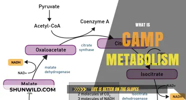 Understanding Camp Metabolism: How Outdoor Adventures Impact Your Body