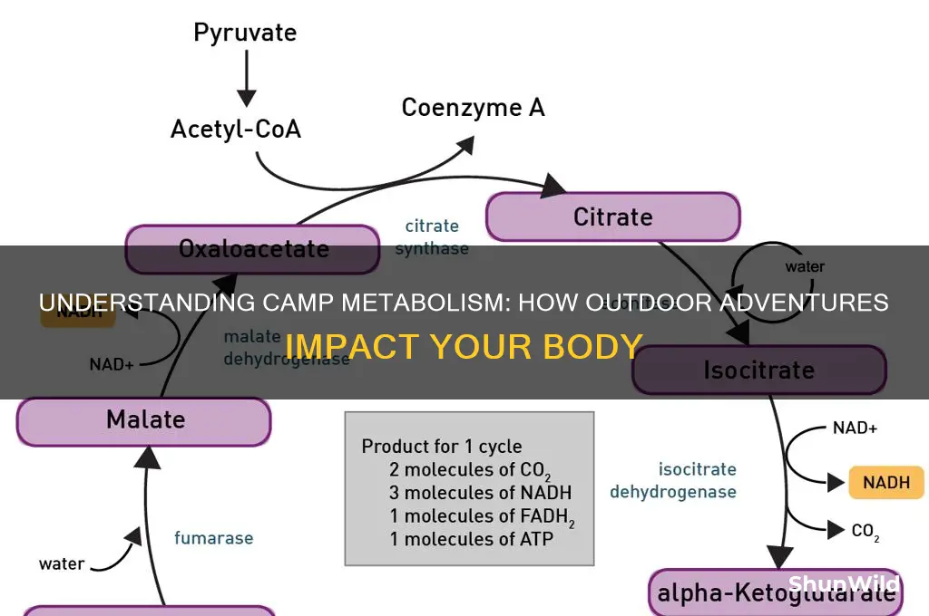 what is camp metabolism