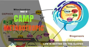 Exploring Camp Metabotropic: Unveiling the Science Behind This Unique Concept