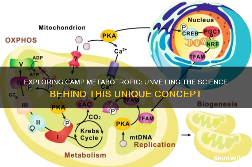 what is camp metabotropic