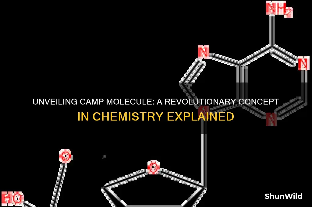 what is camp molecule