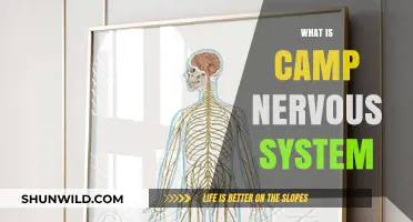 Understanding Camp Nervous System: A Creative Approach to Art and Technology