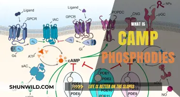 Understanding Camp Phosphodiesterase: Functions, Roles, and Biological Significance