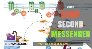 Understanding Camp Second Messenger: A Comprehensive Guide to Its Role and Function