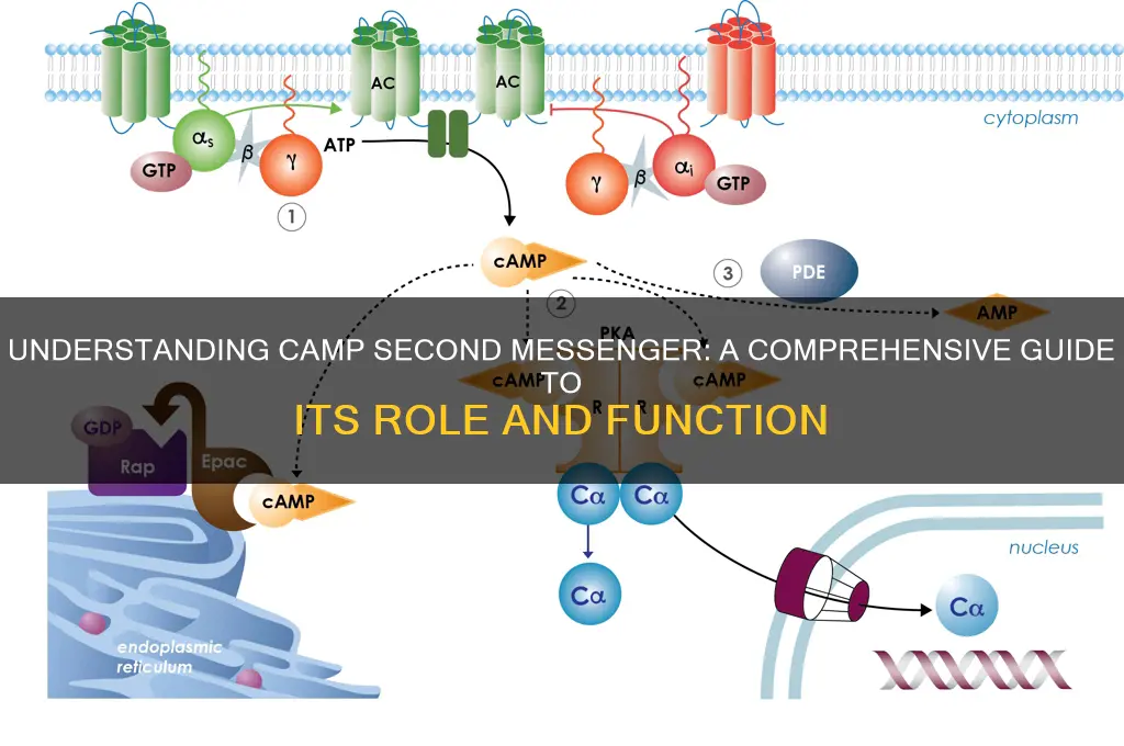 what is camp second messenger