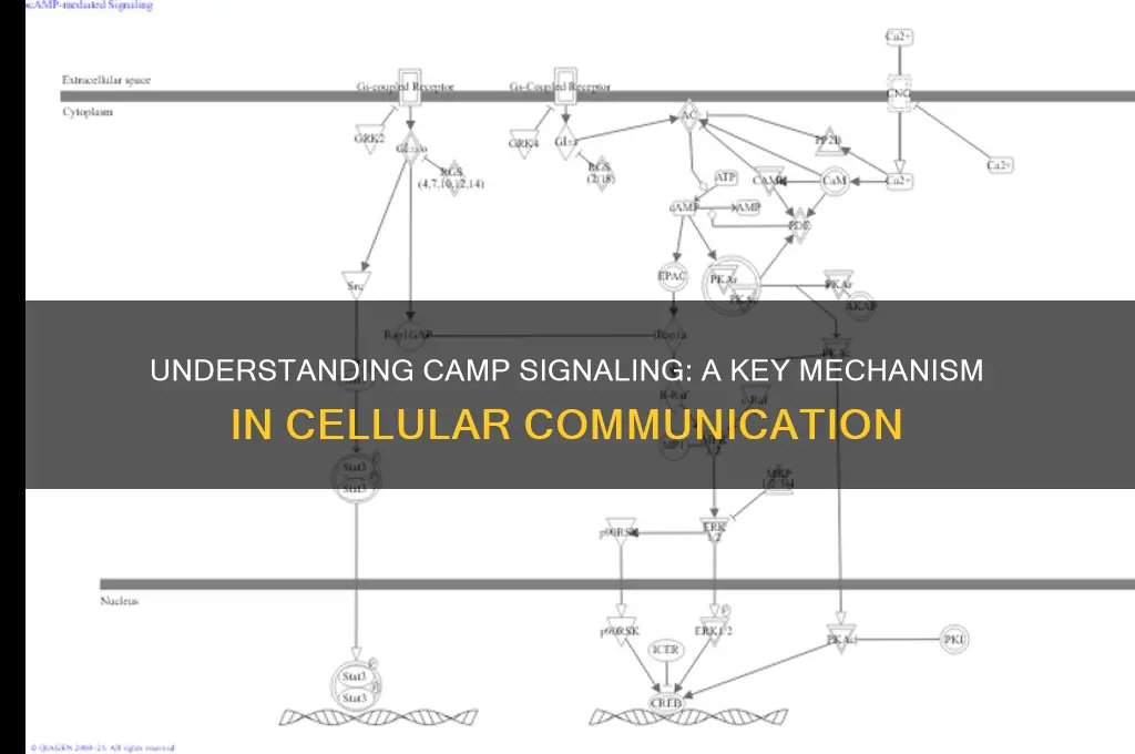 what is camp signaling