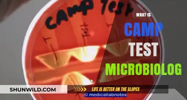 Understanding the Camp Test: A Key Microbiology Technique Explained