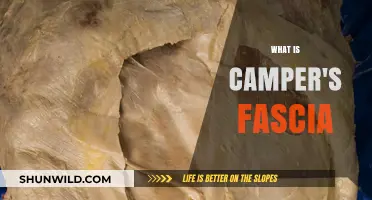 Understanding Camper's Fascia: Anatomy, Function, and Importance Explained
