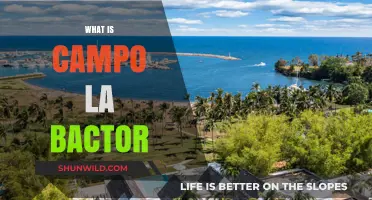 Exploring Campo La Bactor: Origins, Significance, and Hidden Secrets Revealed