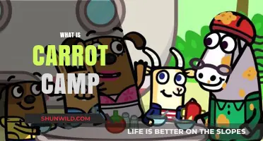 Discover Carrot Camp: A Unique Adventure for Veggie Enthusiasts