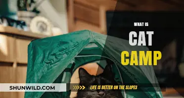 Discover the Purr-fect Adventure: What is Cat Camp?