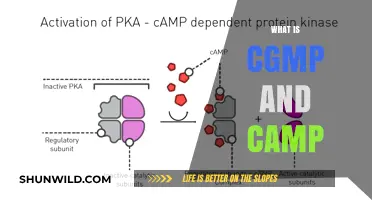 Understanding cGMP and cAMP: Key Regulators in Cellular Processes