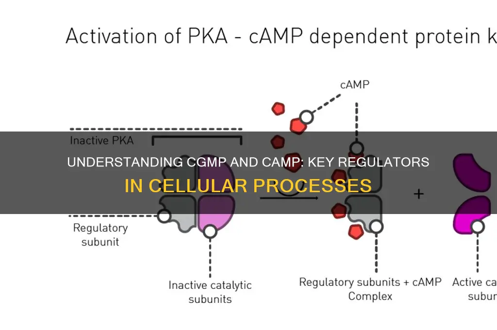what is cgmp and camp