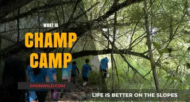 Discover Champ Camp: Unlocking Potential Through Adventure and Teamwork
