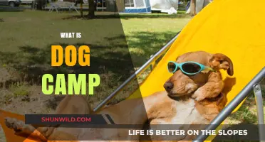 Discover the Joy of Dog Camp: A Fun Adventure for Your Pup