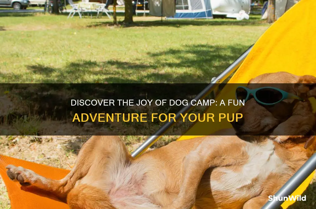 what is dog camp