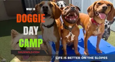 Doggie Day Camp: Fun, Socialization, and Care for Your Pup