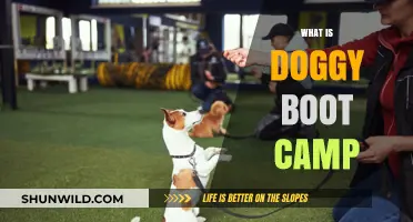 Transform Your Pup: Understanding Doggy Boot Camp Training Essentials