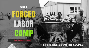 Understanding Forced Labor Camps: History, Conditions, and Human Rights Violations