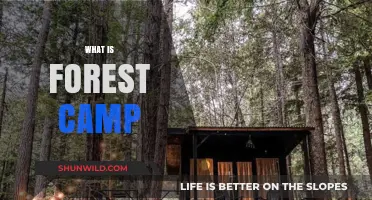 Exploring Nature's Retreat: Understanding the Concept of Forest Camping