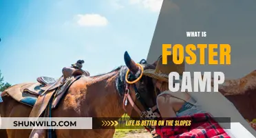 Understanding Foster Camp: A Supportive Retreat for Foster Youth