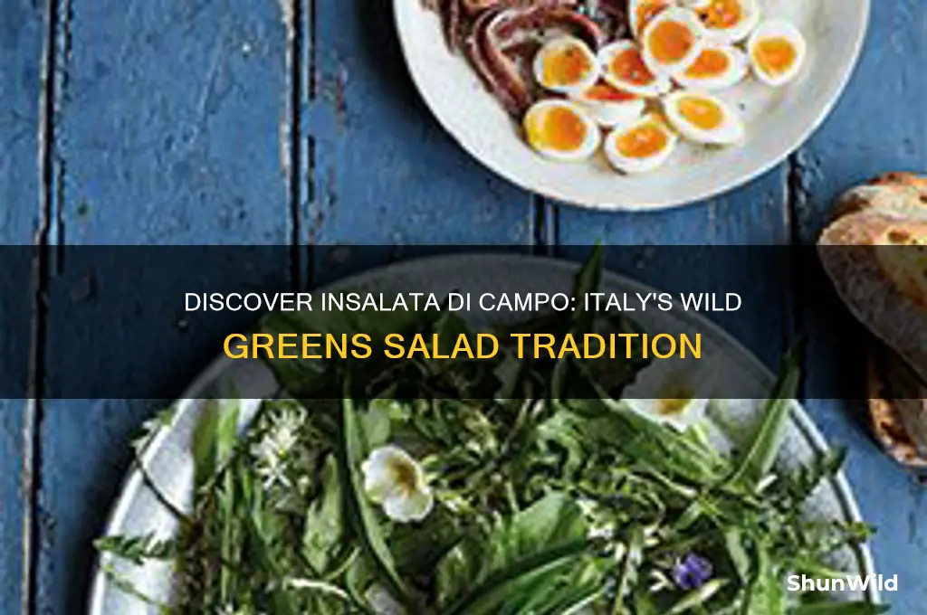 what is insalta di campo