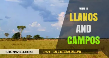 Exploring the Llanos and Campos: A Journey Through South America's Heartland